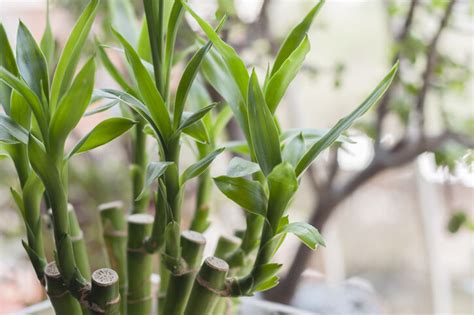 旺財招財植物風水|風水植物｜不只富貴竹！7款招財/招桃花植物推介+不可不知風水 